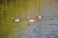 red-crested pochard, pochards-04